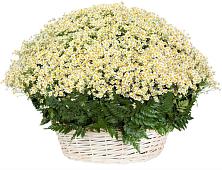 Цветочная композиция из Ромашки в корзине #REPLACE_PRED# Стодеревской