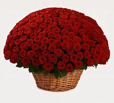 Премиум букет из: Розы #REPLACE_PRED# Стодеревской